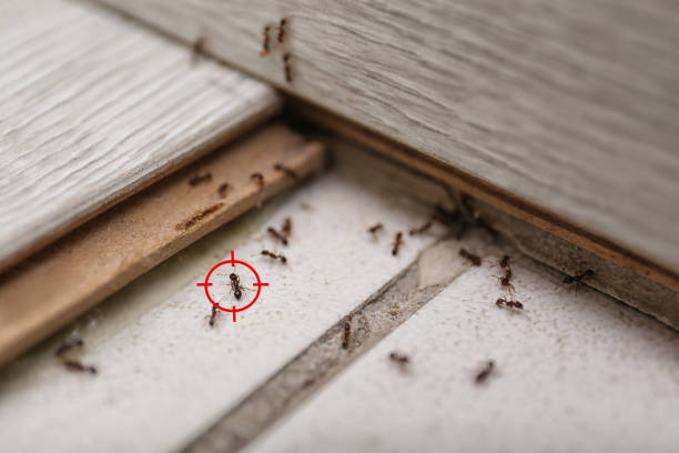 Best Flea Control Services  in Kent, OH
