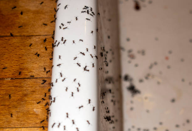 Best Local Pest Control Services  in Kent, OH